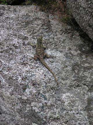 Lizard